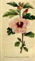 木槿800px-the_botanical_magazine_plate_83_volume_3_1790_.png