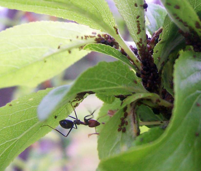 848px-ant_cultivating_aphids.jpg